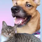 La imagen 1 de la Empresa FRIEND YOU PET Veterinario en Pereira RIS