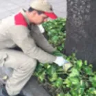 La imagen 3 de la Empresa FUMIEXPERTOS Servicio de control de plagas en Cali VAC