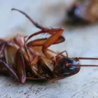 La imagen 3 de la Empresa FUMIGACIONES CHAO CUCARACHAS Servicio de control de plagas en Envigado ANT