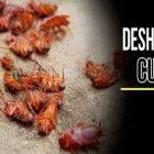 La imagen 4 de la Empresa FUMIGACIONES CHAO CUCARACHAS Servicio de control de plagas en Envigado ANT