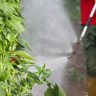 La imagen 5 de la Empresa FUMITÉCNICOS Servicio de control de plagas en Bogotá CUN