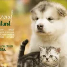 La imagen 4 de la Empresa FUNERAL PET Tienda para mascotas en Medellín ANT