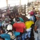 La imagen 4 de la Empresa GENÉTICA SELECTA Servicios agrícolas en Medellín ANT