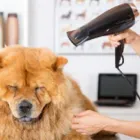 La imagen 1 de la Empresa HAPPY MASCOTAS Y ESTILOS Tienda para mascotas en Cartago VAC