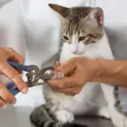 La imagen 2 de la Empresa HAPPY MASCOTAS Y ESTILOS Tienda para mascotas en Cartago VAC