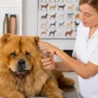 La imagen 3 de la Empresa HAPPY MASCOTAS Y ESTILOS Tienda para mascotas en Cartago VAC