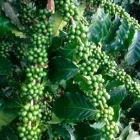 La imagen 1 de la Empresa INBIOMA S.A.S. Servicios forestales en Envigado ANT