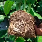 La imagen 2 de la Empresa INBIOMA S.A.S. Servicios forestales en Envigado ANT