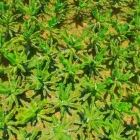 La imagen 3 de la Empresa INBIOMA S.A.S. Servicios forestales en Envigado ANT