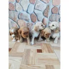 La imagen 3 de la Empresa JHANCACHORROS Criador de perros en Medellín ANT