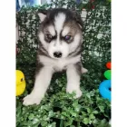 La imagen 4 de la Empresa JHANCACHORROS Criador de perros en Medellín ANT