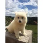 La imagen 5 de la Empresa JHANCACHORROS Criador de perros en Medellín ANT