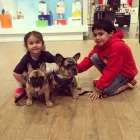 La imagen 1 de la Empresa LA FRANCIA EXOTIC BULLS Tienda para mascotas en Medellín ANT