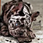 La imagen 2 de la Empresa LA FRANCIA EXOTIC BULLS Tienda para mascotas en Medellín ANT