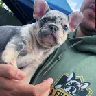 La imagen 4 de la Empresa LA FRANCIA EXOTIC BULLS Tienda para mascotas en Medellín ANT