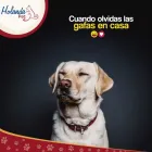 La imagen 2 de la Empresa LA HOLANDA MASCOTAS Veterinario en Cali VAC