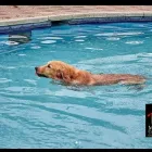 La imagen 3 de la Empresa MI CASA CAMPESTRE Tienda para mascotas en Pereira RIS