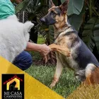 La imagen 5 de la Empresa MI CASA CAMPESTRE Tienda para mascotas en Pereira RIS