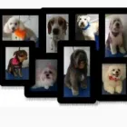 La imagen 1 de la Empresa MOSTACHO´S PET Tienda de suministros para mascotas en Bogotá CUN