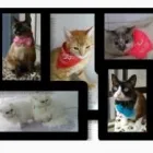 La imagen 2 de la Empresa MOSTACHO´S PET Tienda de suministros para mascotas en Bogotá CUN