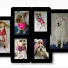 La imagen 3 de la Empresa MOSTACHO´S PET Tienda de suministros para mascotas en Bogotá CUN