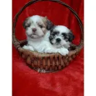 La imagen 1 de la Empresa MUNDO CACHORROS TIENDA DE MASCOTAS Veterinario en Medellín ANT