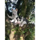 La imagen 5 de la Empresa MUNDO CACHORROS TIENDA DE MASCOTAS Veterinario en Medellín ANT
