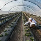 La imagen 2 de la Empresa O.R. DIAZ PLÁSTICOS E INVERNADEROS E.U Viveros en Cali VAC