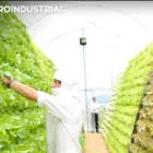 La imagen 3 de la Empresa PALMERA JUNIOR MANEJO INTEGRADO DE PLAGAS Servicio de control de plagas en Pereira RIS