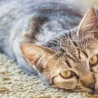 La imagen 5 de la Empresa PARAÍSO DE MASCOTAS Cementerio de mascotas en Pereira RIS