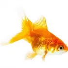 La imagen 4 de la Empresa PECES ORNAMENTALES DE SANTANDER Tienda para mascotas en Bucaramanga SAN