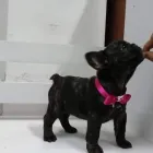 La imagen 2 de la Empresa PELOS Y GATOS Veterinario en Pereira RIS