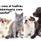 La imagen 3 de la Empresa PELOS Y GATOS Veterinario en Pereira RIS
