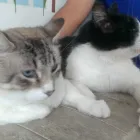 La imagen 4 de la Empresa PELOS Y GATOS Veterinario en Pereira RIS