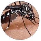 La imagen 3 de la Empresa PESTS CLEANING Servicio de control de plagas en Cali VAC