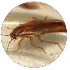 La imagen 4 de la Empresa PESTS CLEANING Servicio de control de plagas en Cali VAC