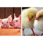 La imagen 5 de la Empresa QUÍMICA BÁSICA S.A. Veterinario en Envigado ANT