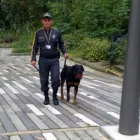 La imagen 5 de la Empresa SEGURIDAD LAS AMÉRICAS LTDA Servicio de seguridad en Medellín ANT