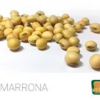 La imagen 2 de la Empresa SEMILLAS KAMERUN S.A.S. Viveros en Cartago VAC