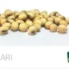 La imagen 5 de la Empresa SEMILLAS KAMERUN S.A.S. Viveros en Cartago VAC