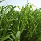 La imagen 1 de la Empresa SEMILLAS & SEMILLAS Servicios agrícolas en Medellín ANT