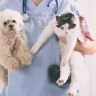 La imagen 2 de la Empresa TIENDA DE MASKOTAS Veterinario en Cali VAC
