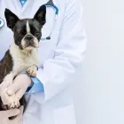 La imagen 4 de la Empresa TIENDA DE MASKOTAS Veterinario en Cali VAC