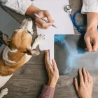 La imagen 5 de la Empresa TIENDA DE MASKOTAS Veterinario en Cali VAC