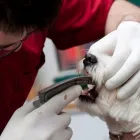 La imagen 4 de la Empresa URGENCIAS VETERINARIAS A DOMICILIO Veterinario en Cali VAC