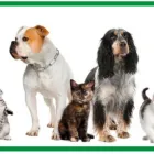 La imagen 4 de la Empresa VETERINARIA EL CORRAL Veterinario en Bucaramanga SAN