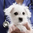 La imagen 3 de la Empresa VETMEDIC CLÍNICA VETERINARIA Veterinario en Neiva HUI