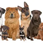 La imagen 1 de la Empresa VETMERMÉDICA Servicio de veterinaria de emergencia en Bogotá CUN