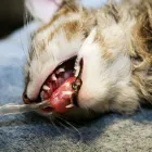 La imagen 2 de la Empresa VETMERMÉDICA Servicio de veterinaria de emergencia en Bogotá CUN