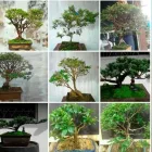 La imagen 1 de la Empresa VIVERO JUAN BONSAI Viveros en Envigado ANT